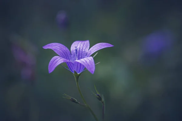 Wild Flower Meadow Campanula Patula — Stock Photo, Image