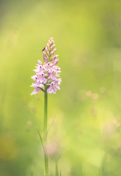 Orchis Flower Neotinea Lactea Blur Background — Stock Photo, Image