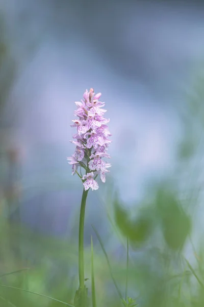 Orchis Flower Neotinea Lactea Blur Background — Stock Photo, Image