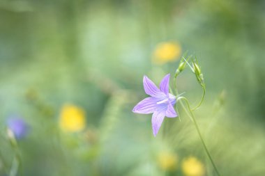 Çayırdaki yabani çiçek Campanula patula