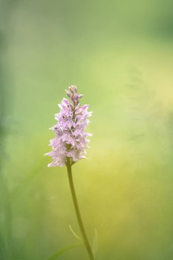Orchis çiçeği bulanık arkaplanlı Neotinea lactea