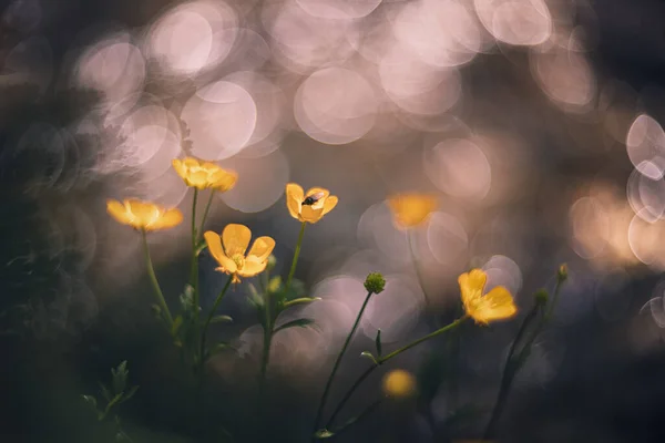 Buttercup flower near the river soft focus vintage lens rendering