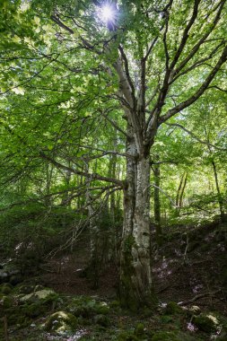 Ormandaki büyük kayın ağacı.