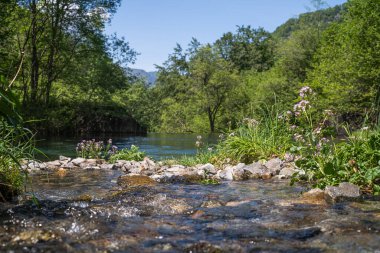 Nehir kenarındaki kakule çiçekleri yumuşak odak noktası