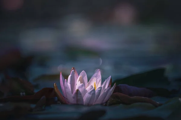 Water Lily Floating On The Water