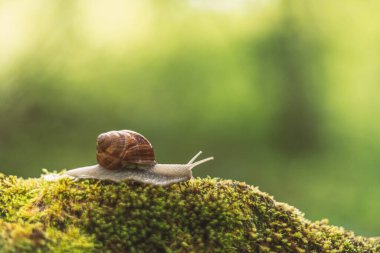 Yosun seçici odaklı vintage lens oluşturmada salyangoz