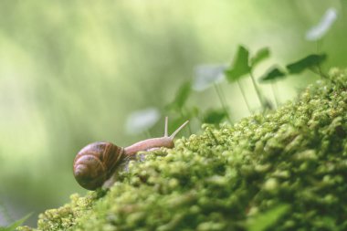 Yosun seçici odaklı vintage lens oluşturmada salyangoz