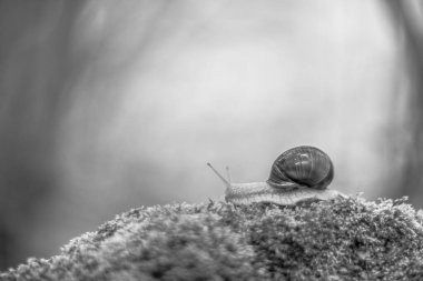 Yosun seçici odaklı vintage lens oluşturmada salyangoz