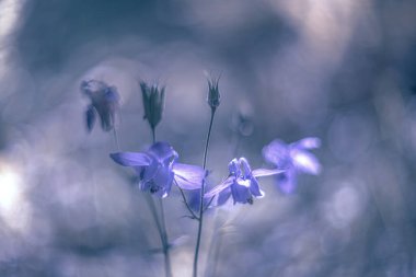 Mavi çiçekler Ancolie yol boyunca