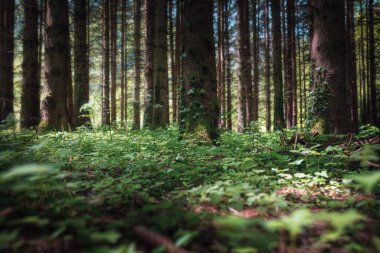 İlkbahar çamları orman zemin manzarası 