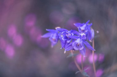 Mavi çiçekler Ancolie yol boyunca