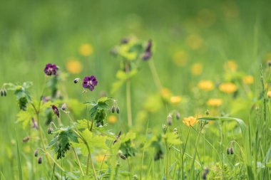 çiçekli bahar çayırı seçici odak