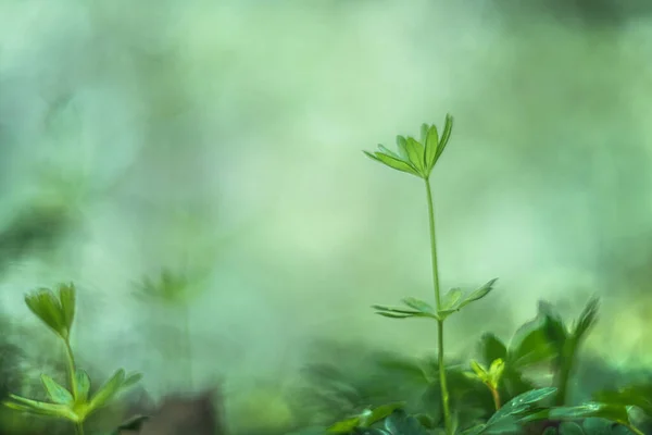green plant in the morning, soft focus vintage lens rendering