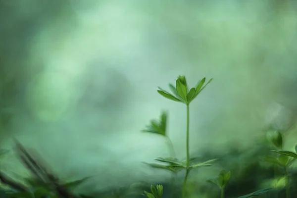 Plante Verte Matin Lentille Vintage Soft Focus Rendu — Photo