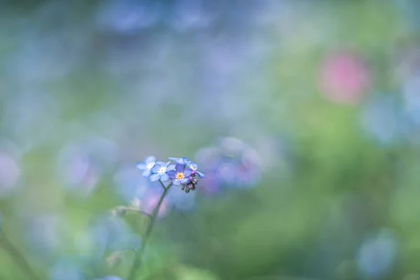 forget-me-not flower soft focus poetic vision with vintage lens