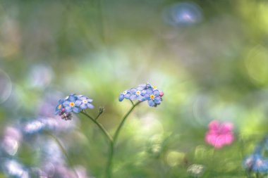 Unutma-beni-çiçek değil yumuşak odaklı klasik mercekli şiirsel görüş