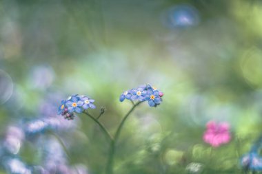 Unutma-beni-çiçek değil yumuşak odaklı klasik mercekli şiirsel görüş