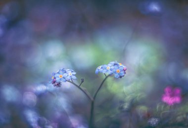 Unutma-beni-çiçek değil yumuşak odaklı klasik mercekli şiirsel görüş