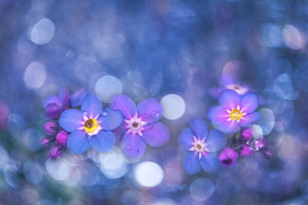 Forget-me-not flower / Myosotis alpestris blue bokeh background