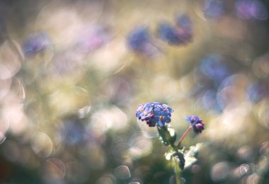 Unutma-beni-çiçek değil yumuşak odaklı klasik mercekli şiirsel görüş