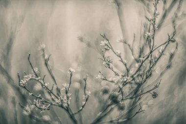 Helios mercekli monokrom vintage işleme bitkisi