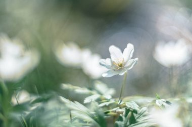 Beyaz çiçek ağacı Anemone yumuşak odaklı klasik mercekli şiirsel görüş