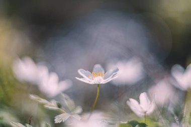 Beyaz çiçek ağacı Anemone yumuşak odaklı klasik mercekli şiirsel görüş
