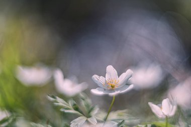 Beyaz çiçek ağacı Anemone yumuşak odaklı klasik mercekli şiirsel görüş