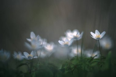 beyaz çiçek Anemone Nemorosa vintage mercekli yumuşak odak