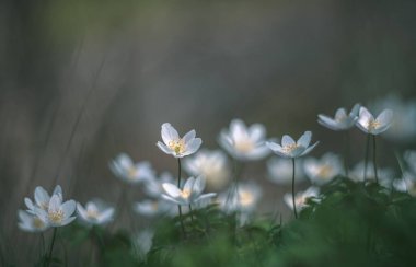 beyaz çiçek Anemone Nemorosa vintage mercekli yumuşak odak
