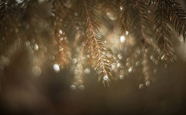 Yağmurdan sonraki çam. Klasik mercekli yumuşak odak.