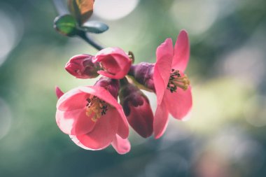 Japon quince pembe bahar çiçekleri