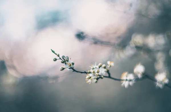 Hagtorn Blommor Mjuk Fokus Med Vintage Lins — Stockfoto