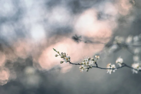 Hagtorn Blommor Mjuk Fokus Med Vintage Lins — Stockfoto