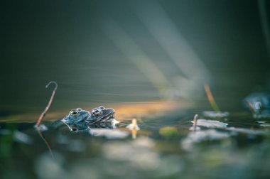 Bir gölün yüzeyindeki kurbağa.