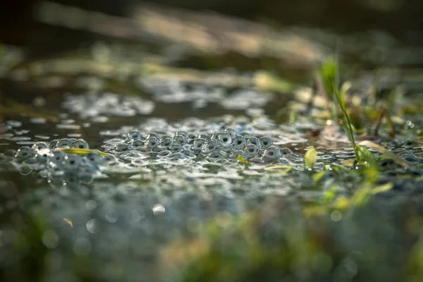 Göletin yüzeyinde kurbağa yumurtaları