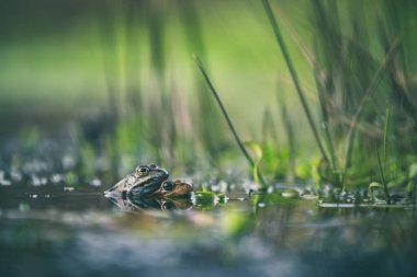 Bir gölün yüzeyindeki kurbağa.