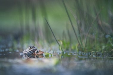 Bir gölün yüzeyindeki kurbağa.
