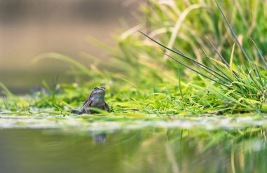 Bir gölün yüzeyindeki kurbağa.