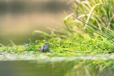 Bir gölün yüzeyindeki kurbağa.