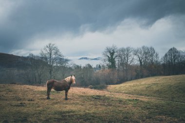 Ariege Pirenes Dağı 'ndaki At