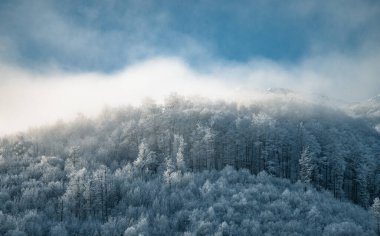 Buz gibi ormanları olan kış dağı manzarası