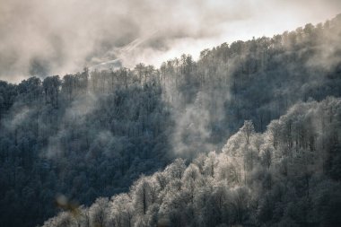Buz gibi ormanları olan kış dağı manzarası