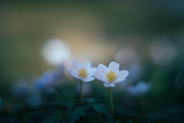 odun şakayığı (anemone nemorosa) yumuşak odak