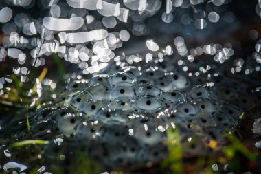 Su yüzeyinde kurbağa yumurtaları