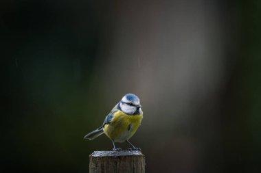 Blue tit (cyanistes caeruleus) under the rain