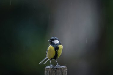 Great tit (parus major) under the rain dark background