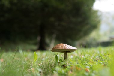 Çimlerde sonbahar mantarı