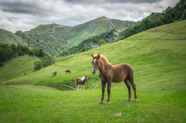 Atlar Ariege Pirenes dağlarında