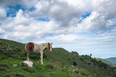 Atlar Ariege Pirenes dağlarında